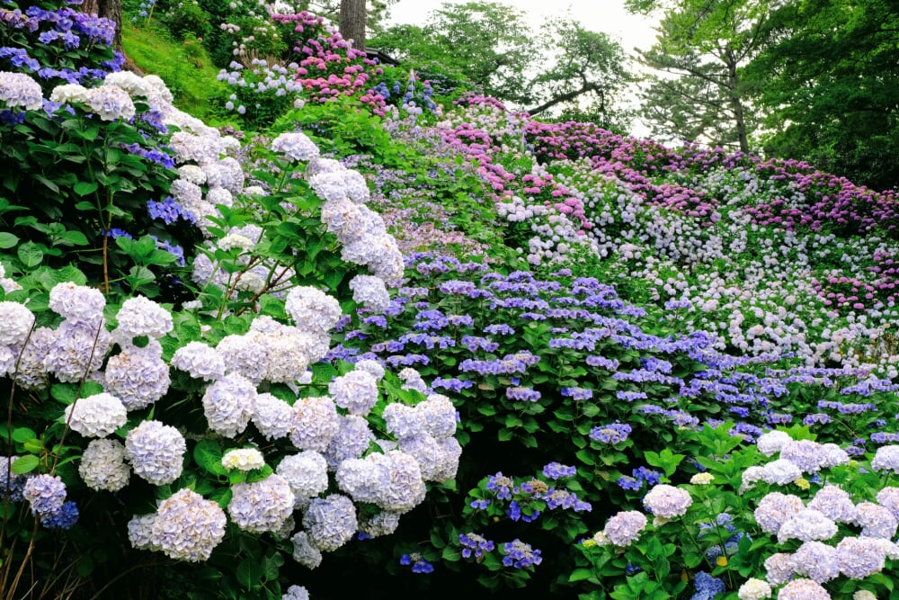 小田原城址公園の写真20