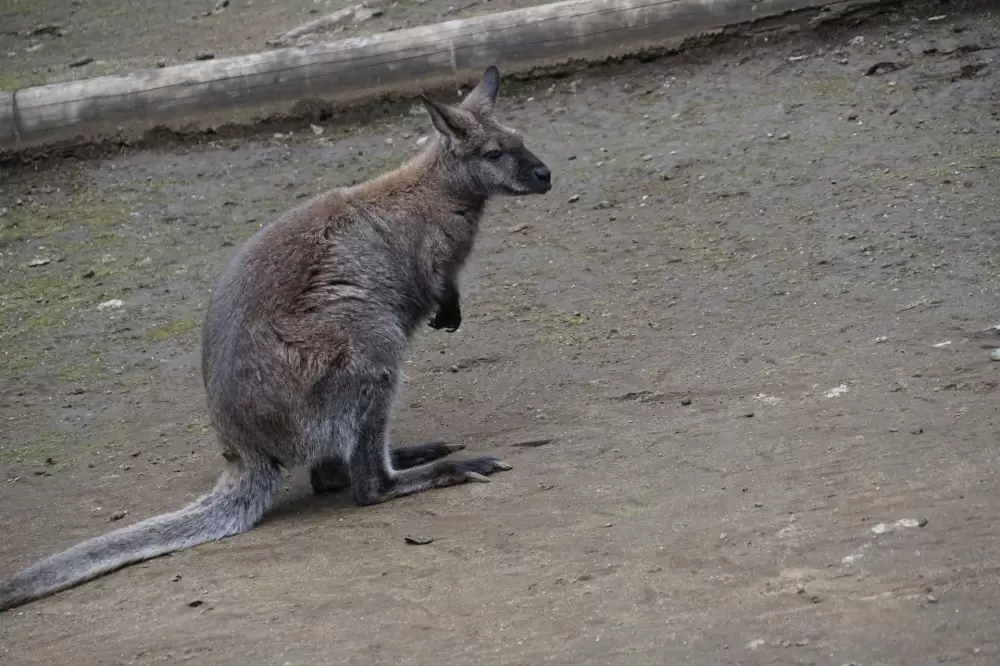 行船公園の写真1