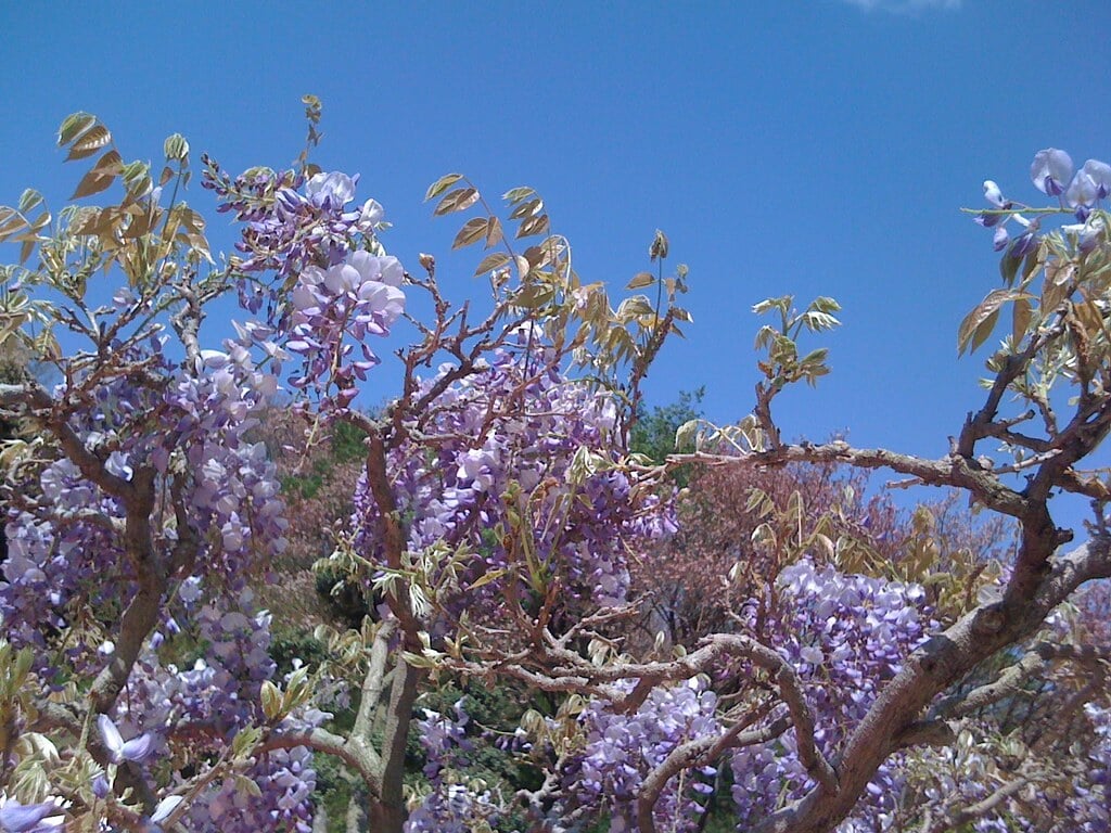 蓮華寺池公園の写真4