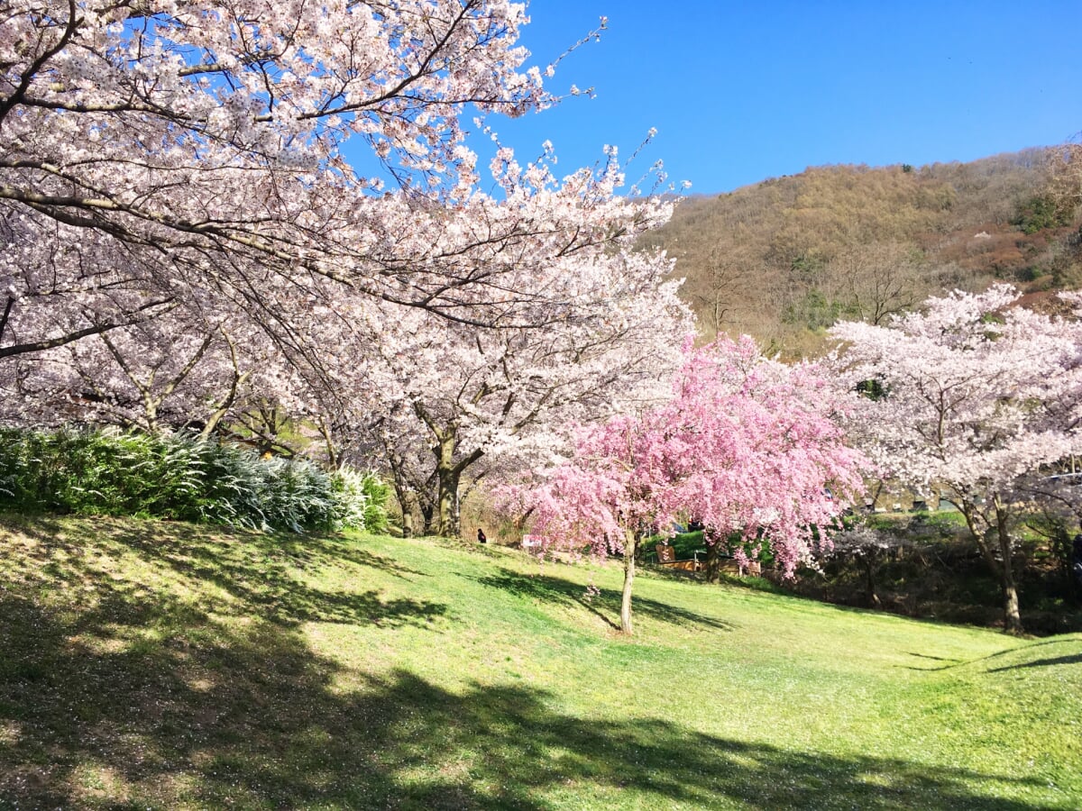 戸倉宿キティパークの写真3
