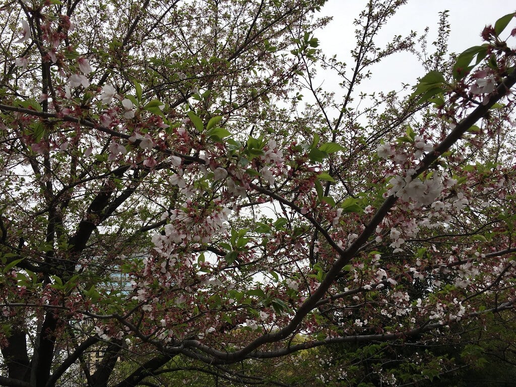 浜町公園の写真1