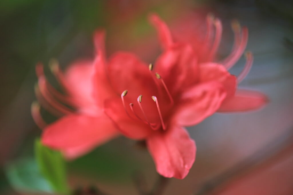 千手山公園の写真7