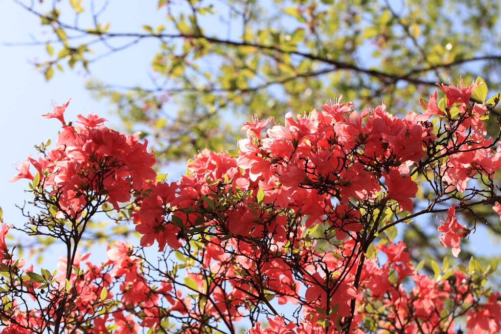 千手山公園の写真9