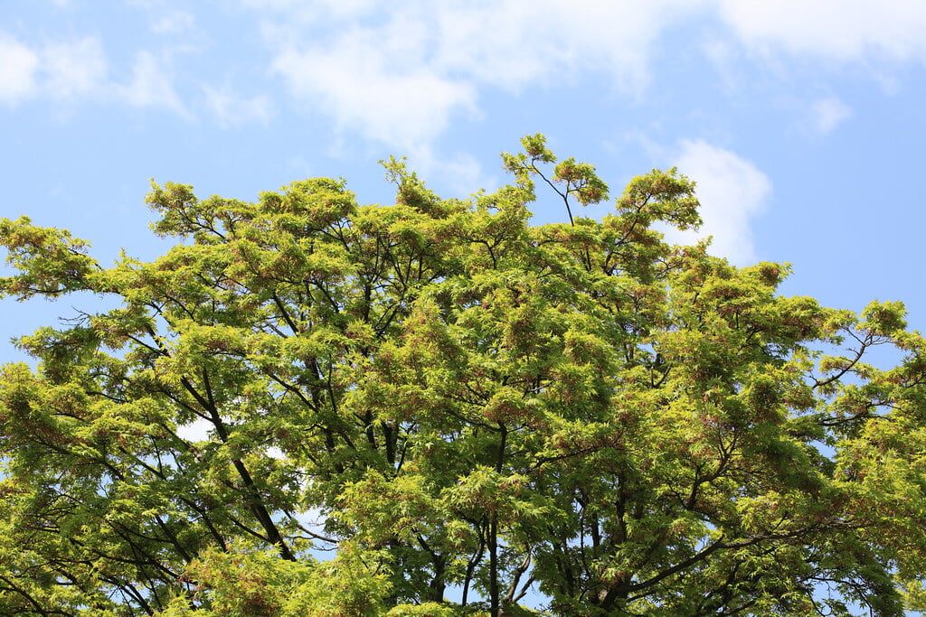 千手山公園の写真1