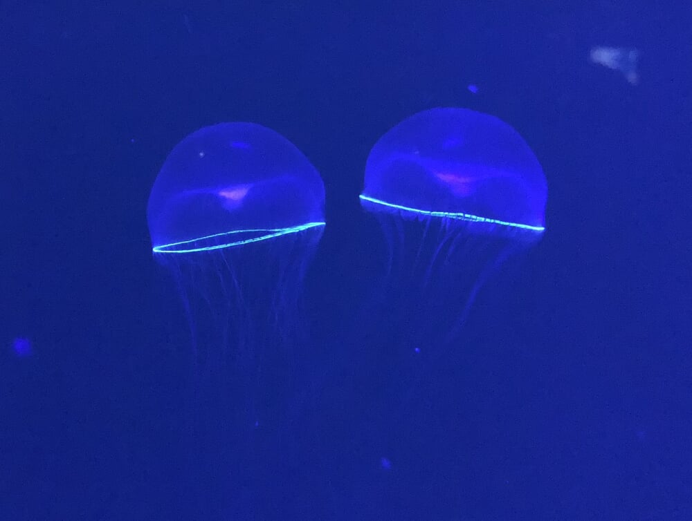 鶴岡市立加茂水族館の写真4