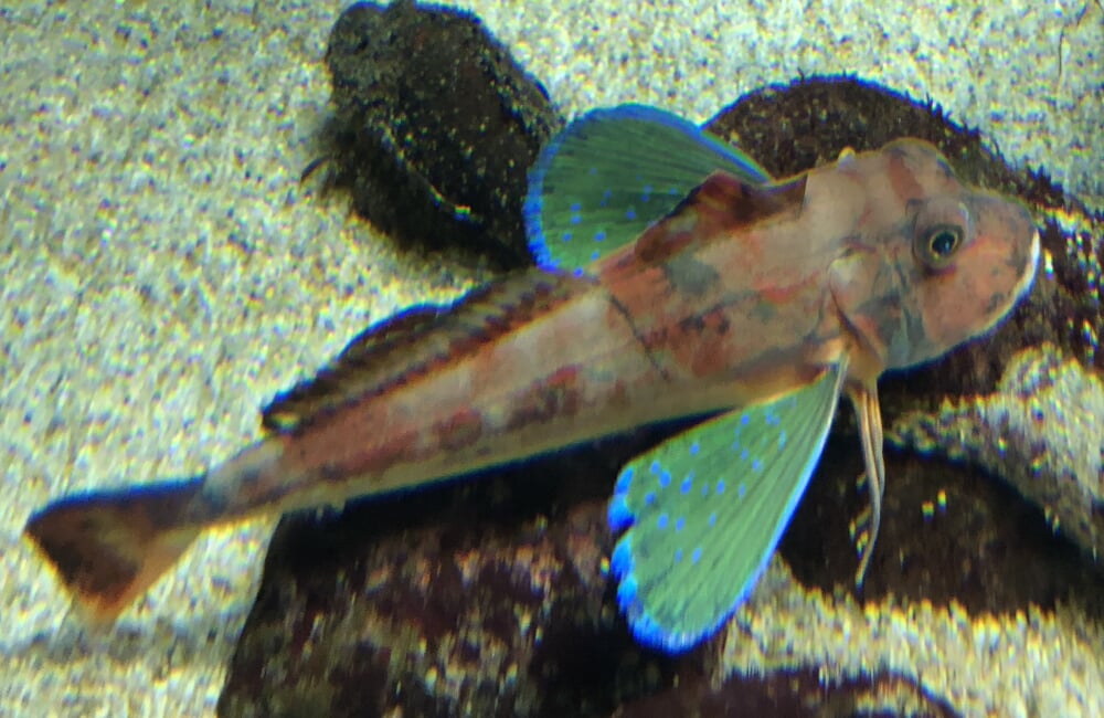 鶴岡市立加茂水族館の写真5