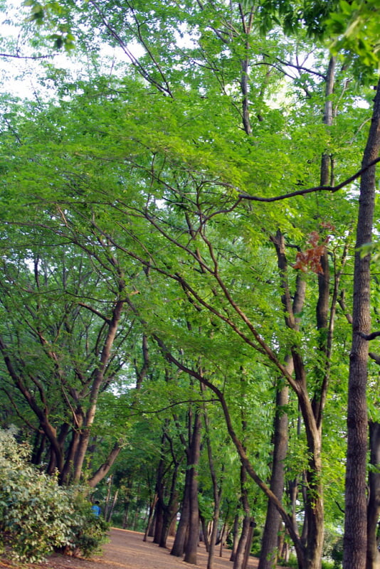林試の森公園の写真8