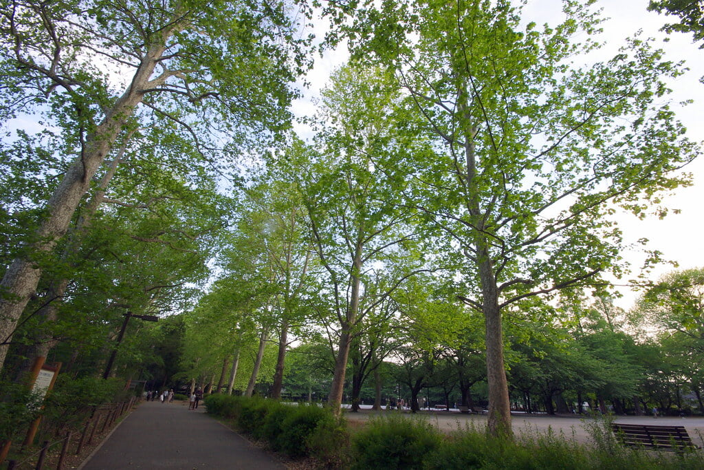 林試の森公園の写真11