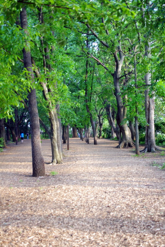 林試の森公園の写真13