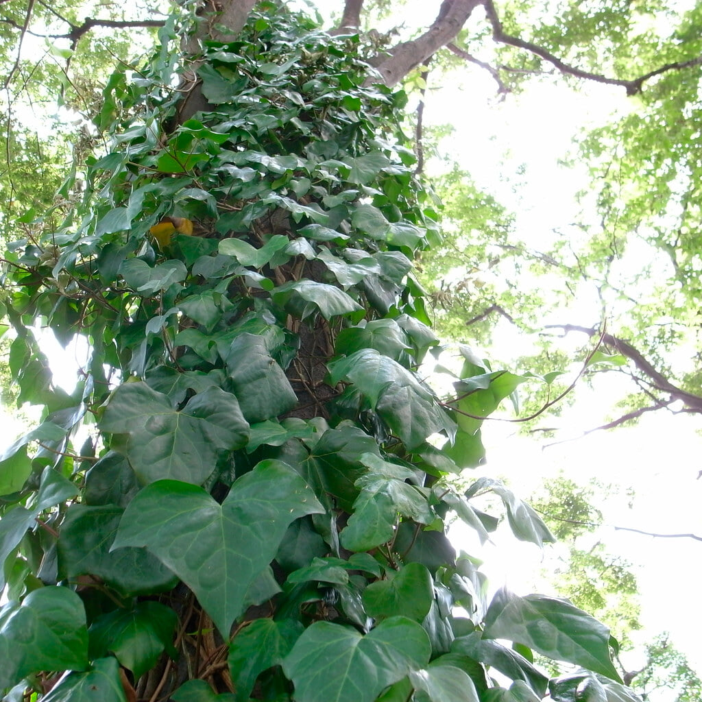 戸山公園の写真4