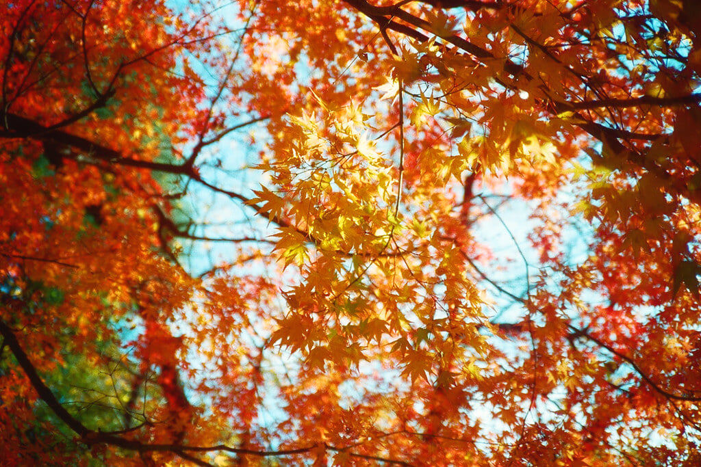 戸山公園の写真5