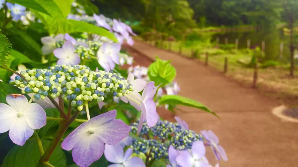 善福寺公園の写真1