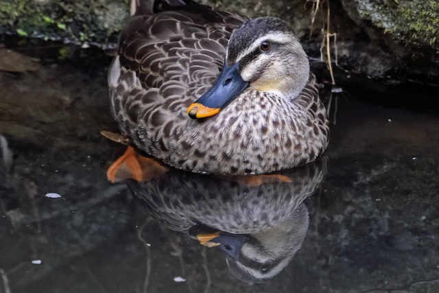 県立東高根森林公園の写真2