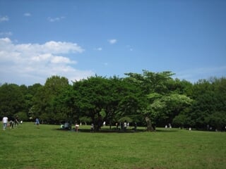県立東高根森林公園の写真3