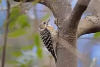 県立東高根森林公園