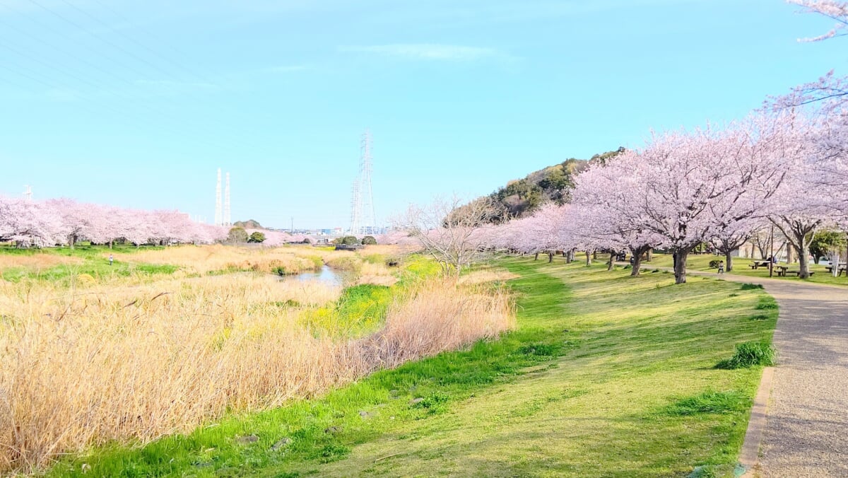 引地川親水公園の写真6