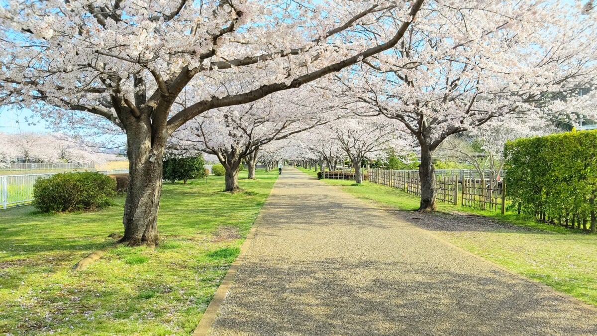 引地川親水公園の写真7