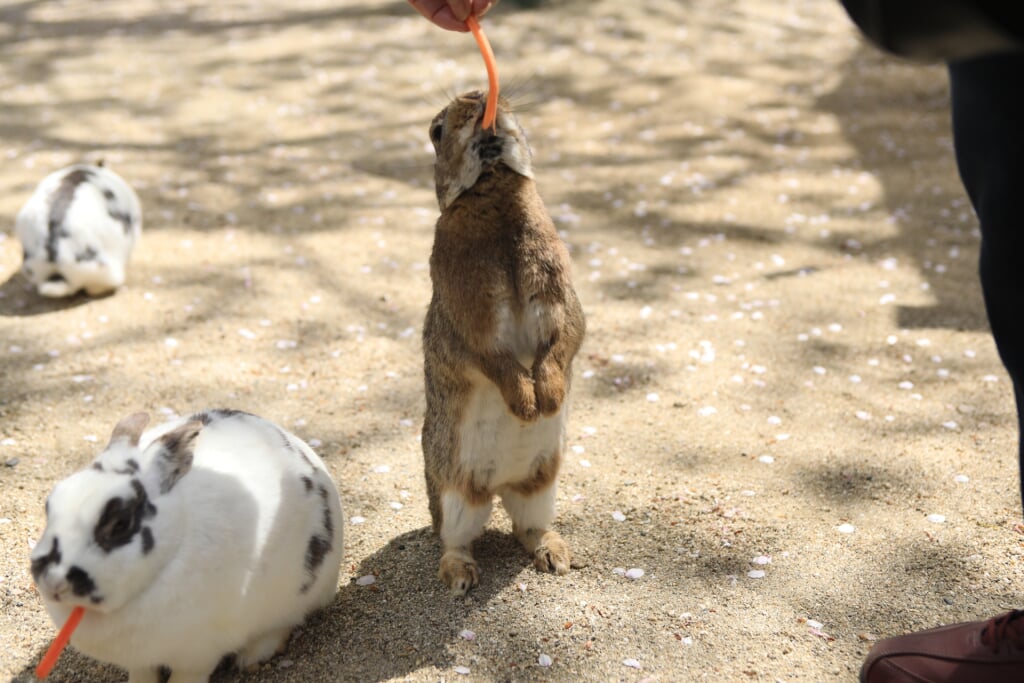 牛久大仏・ふれあい動物公園の写真2
