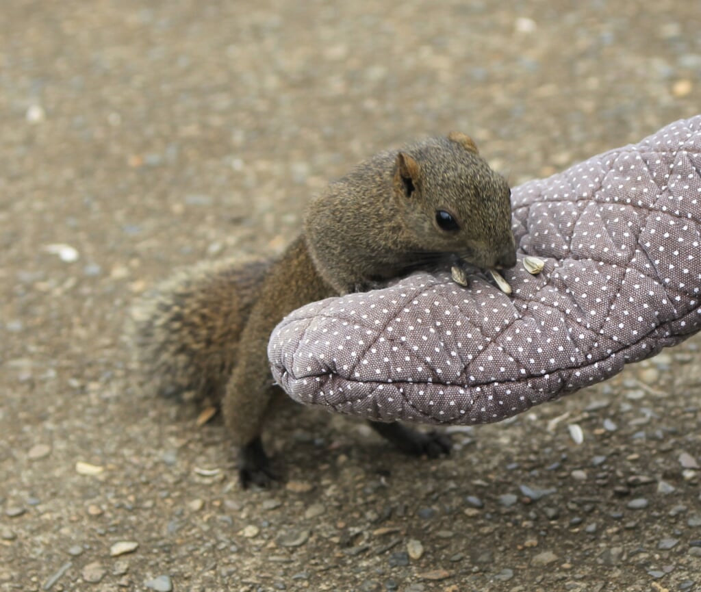 牛久大仏・ふれあい動物公園の写真3