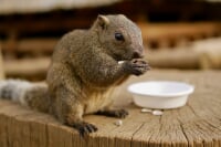 牛久大仏・ふれあい動物公園