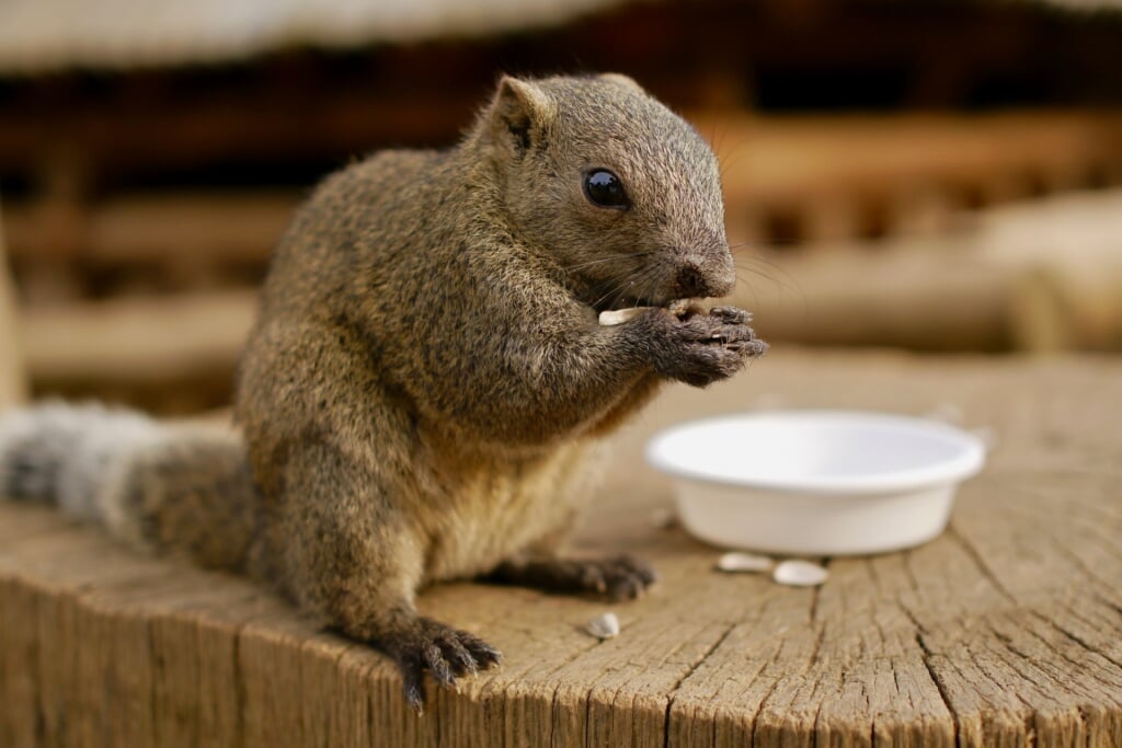 牛久大仏・ふれあい動物公園の写真1