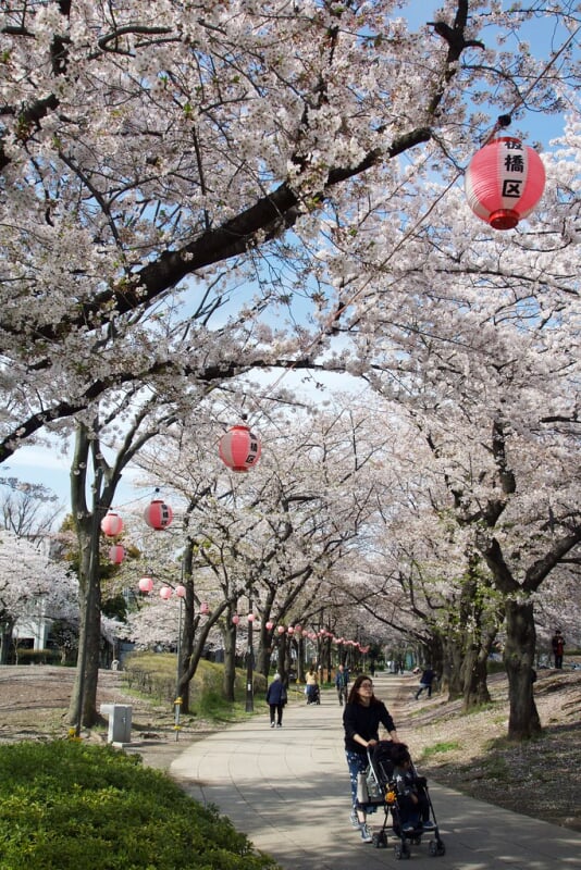 浮間公園の写真13