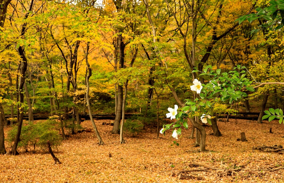 みかも山公園の写真3