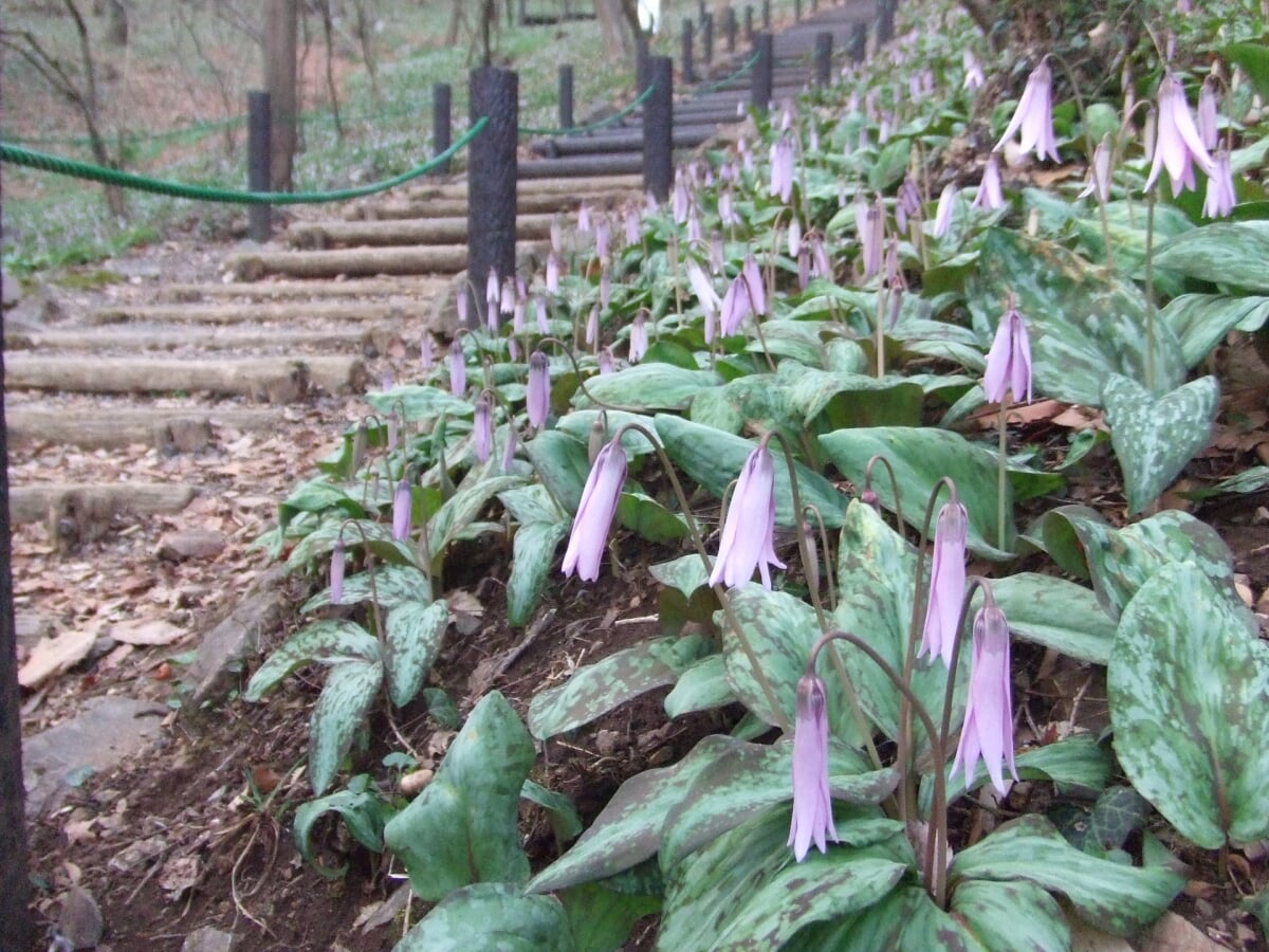 みかも山公園の写真6