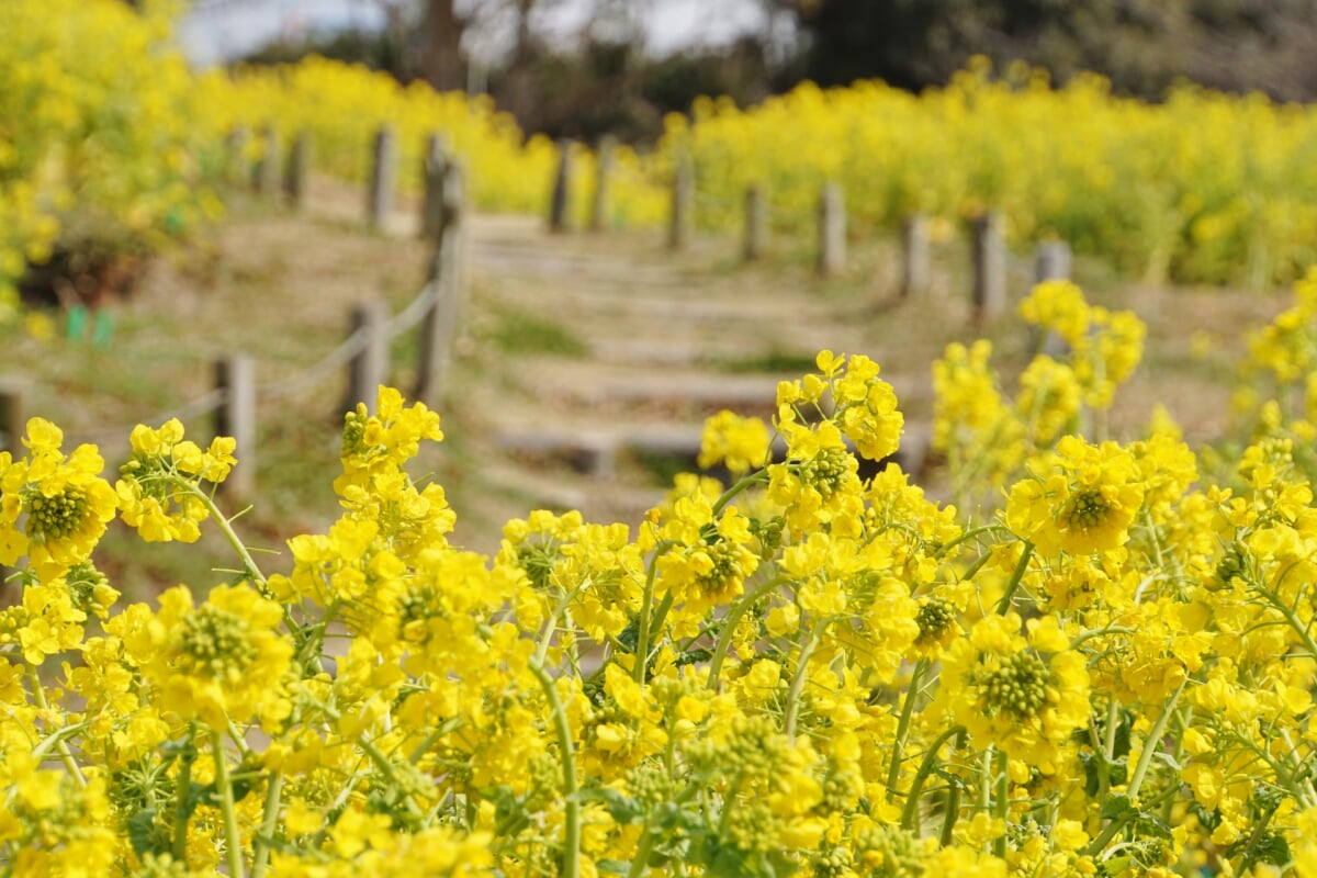 神戸総合運動公園の写真9