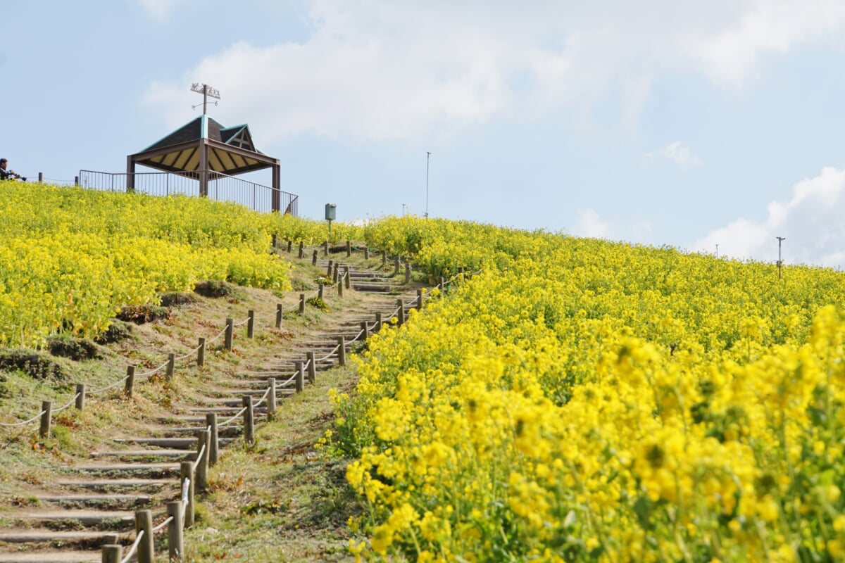 神戸総合運動公園の写真1