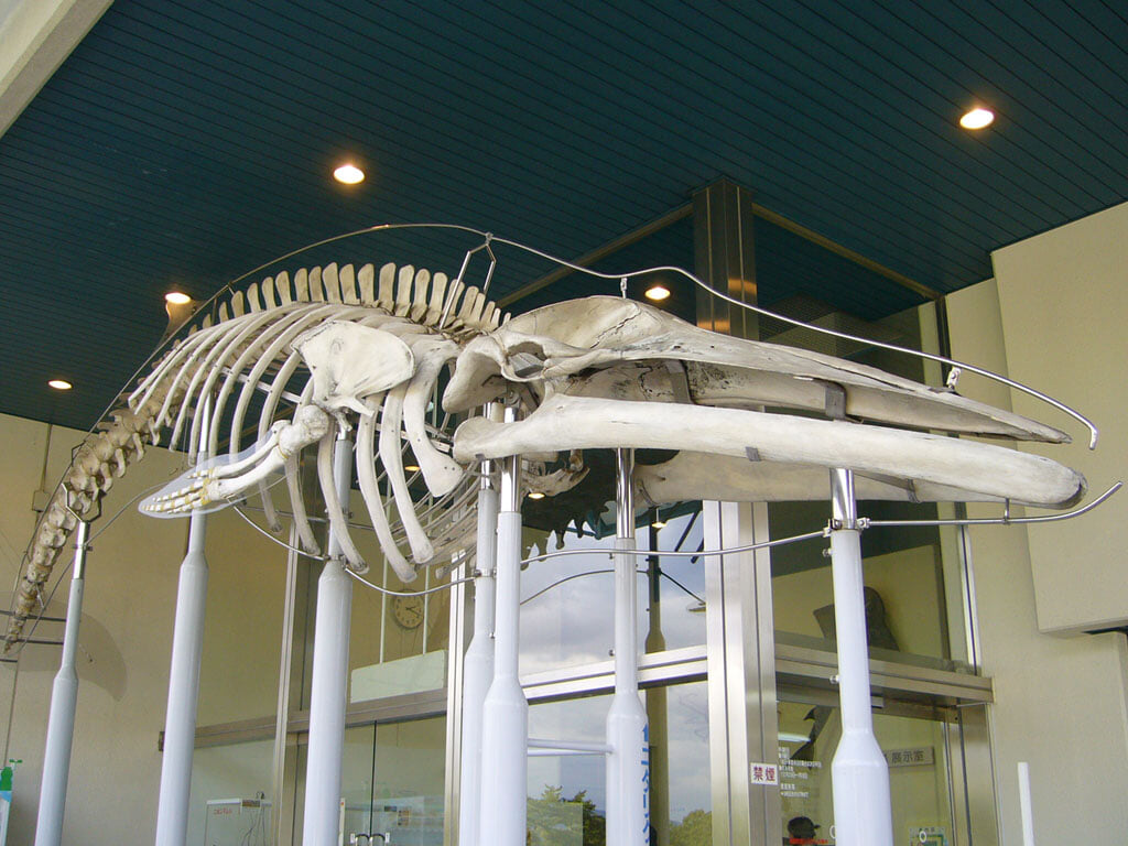 和歌山県立自然博物館の写真3