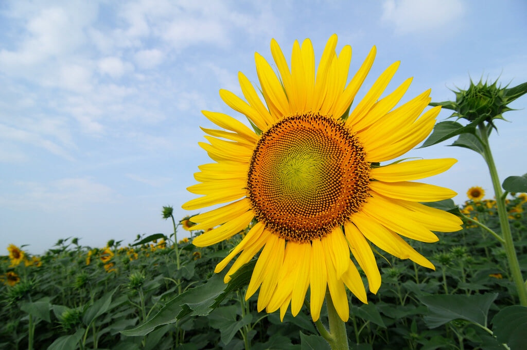 フローラルガーデンよさみの写真3