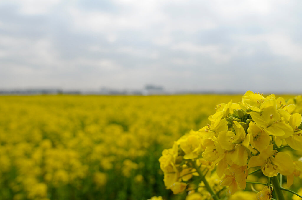 フローラルガーデンよさみの写真4