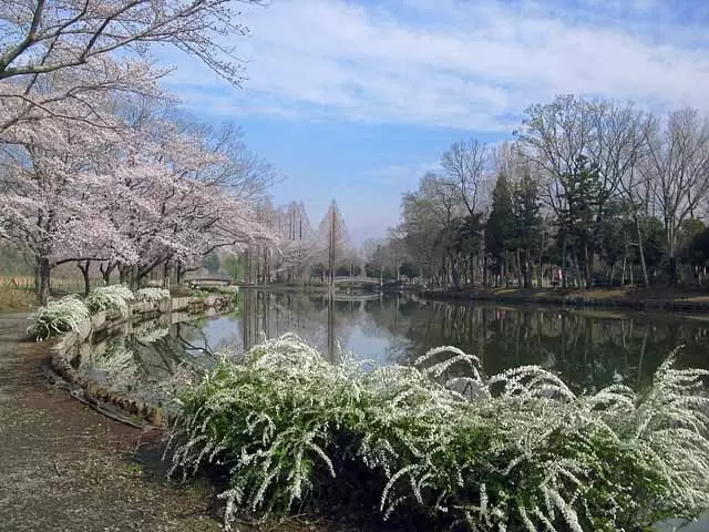 上尾丸山公園の写真1