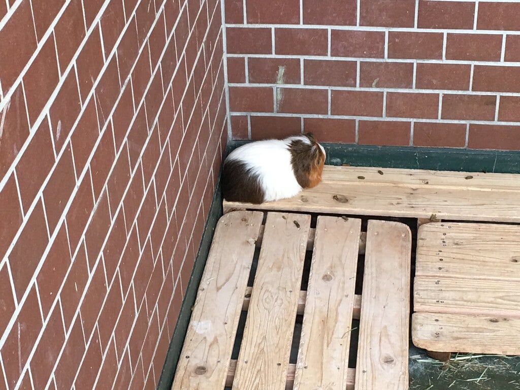 板橋区立子ども動物園　高島平分園の写真2