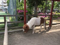板橋区立子ども動物園　高島平分園