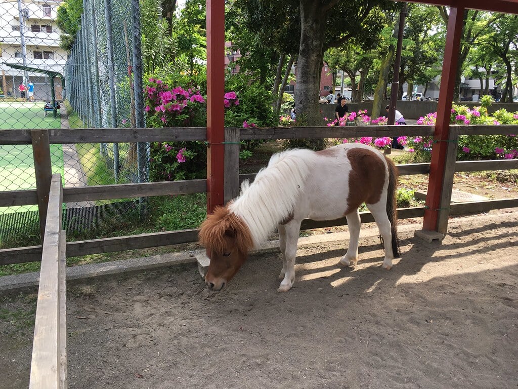 板橋区立子ども動物園　高島平分園の写真1