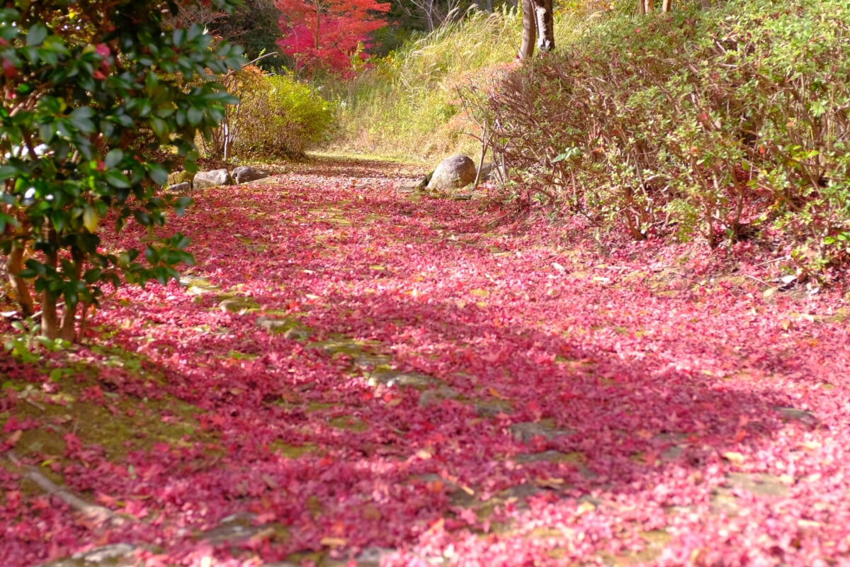 多可町余暇村公園の写真9