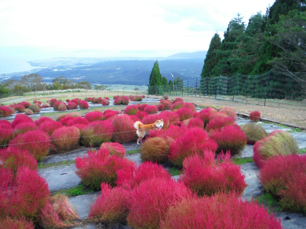 びわこ箱館山ゆり園・コキアパークの写真2