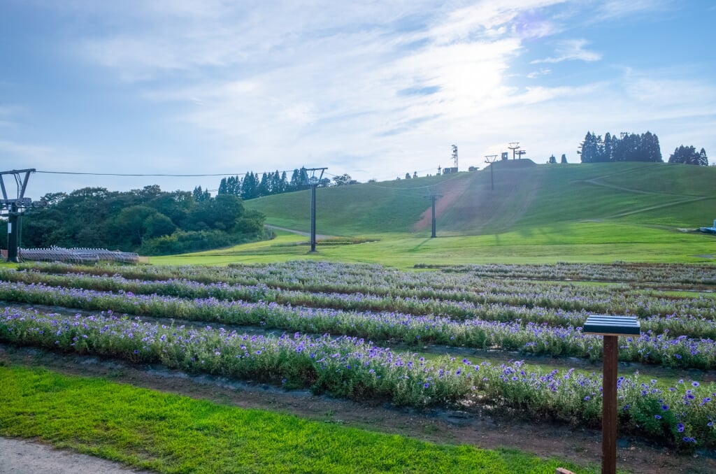 びわこ箱館山ゆり園・コキアパークの写真3