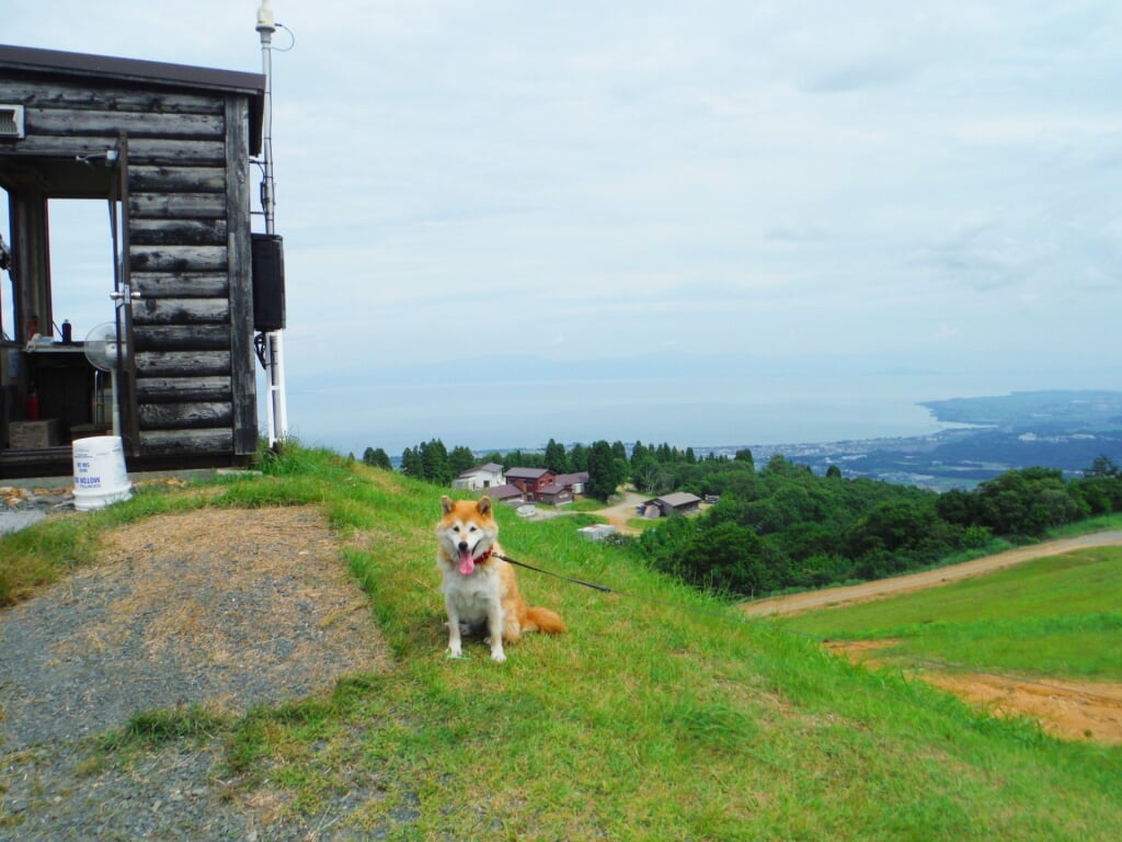 びわこ箱館山ゆり園・コキアパークの写真1