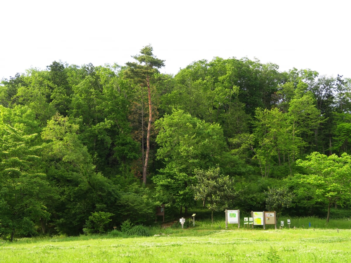 都立野山北・六道山公園の写真4