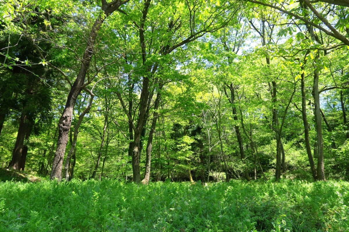都立野山北・六道山公園の写真8