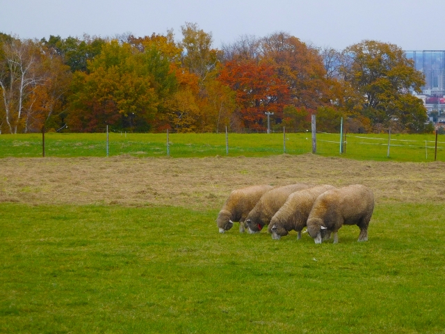 さっぽろ羊ヶ丘展望台の写真9