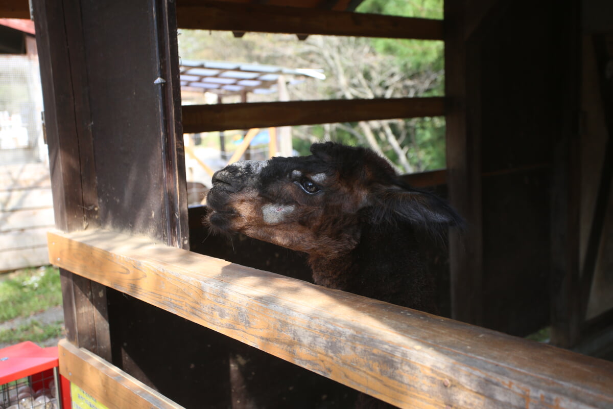 岡山農業公園　ドイツの森　クローネンベルクの写真8
