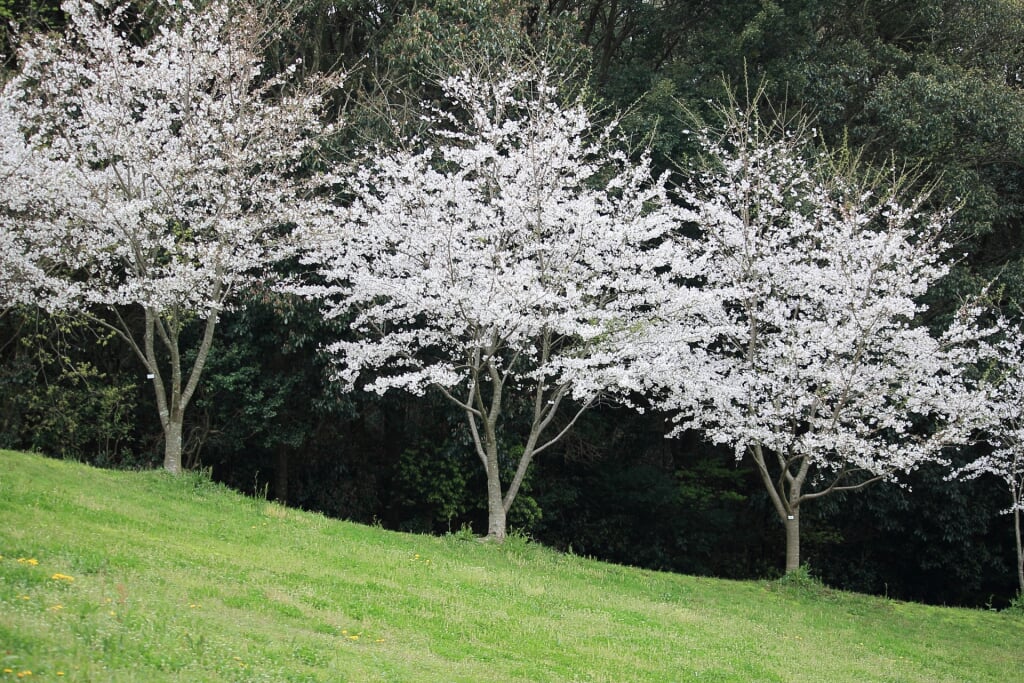 都田総合公園の写真5