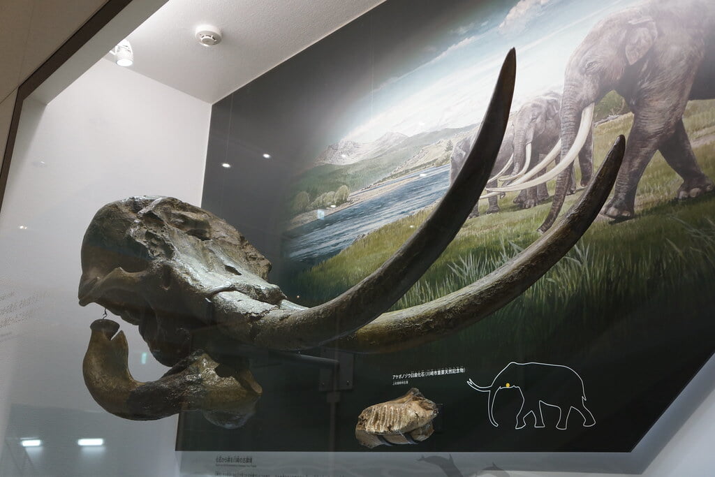 かわさき宙と緑の科学館の写真3