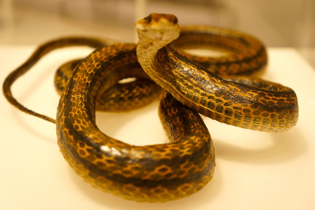 かわさき宙と緑の科学館の写真4