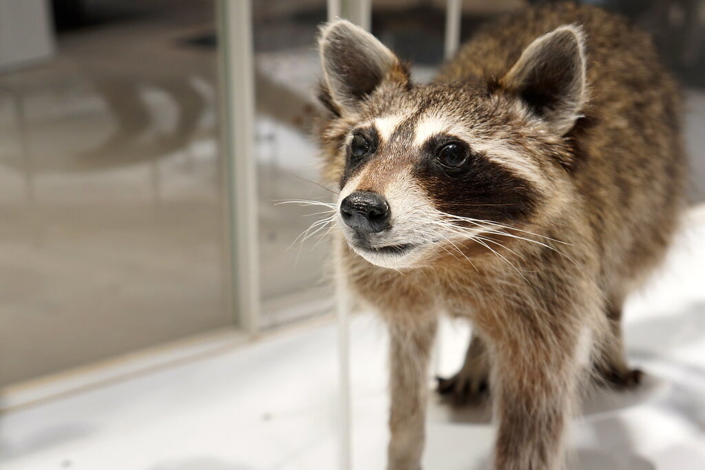 かわさき宙と緑の科学館の写真5