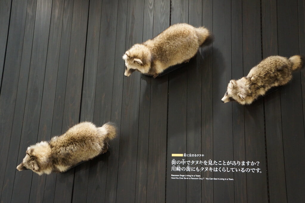 かわさき宙と緑の科学館の写真11